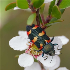 Castiarina sexplagiata (Jewel beetle) at Uriarra Village, ACT - 22 Nov 2024 by DPRees125