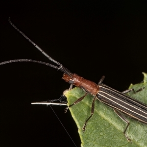 Syllitus rectus (Longhorn beetle) at Melba, ACT by kasiaaus