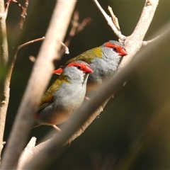 Neochmia temporalis (Red-browed Finch) at Pipeclay, NSW - 22 Nov 2024 by MVM