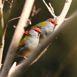 Neochmia temporalis at Pipeclay, NSW - suppressed