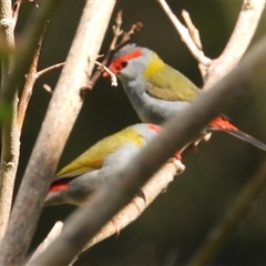 Neochmia temporalis at Pipeclay, NSW - suppressed