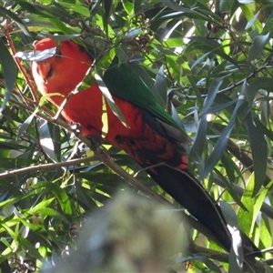 Alisterus scapularis (Australian King-Parrot) at Pipeclay, NSW by MVM