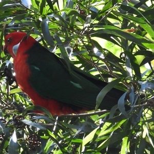 Alisterus scapularis at Pipeclay, NSW - suppressed