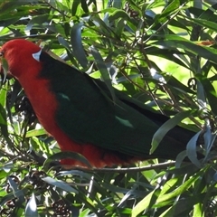 Alisterus scapularis at Pipeclay, NSW - suppressed