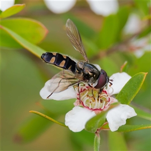 Melangyna collatus (Hover fly) at Uriarra Village, ACT by DPRees125