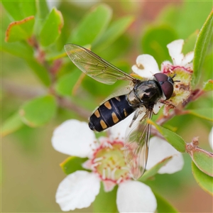 Melangyna collatus at Uriarra Village, ACT - 22 Nov 2024 04:23 PM