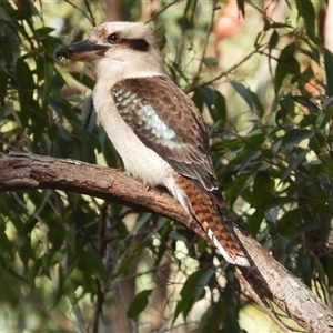 Dacelo novaeguineae at Pipeclay, NSW - 22 Nov 2024