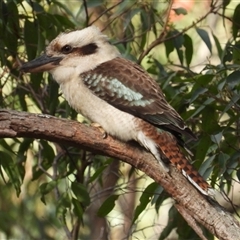 Dacelo novaeguineae at Pipeclay, NSW - 22 Nov 2024