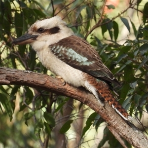 Dacelo novaeguineae at Pipeclay, NSW - 22 Nov 2024