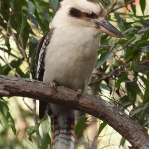 Dacelo novaeguineae at Pipeclay, NSW - 22 Nov 2024