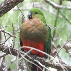 Alisterus scapularis (Australian King-Parrot) at Pipeclay, NSW - 21 Nov 2024 by MVM