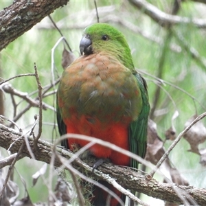 Alisterus scapularis at Pipeclay, NSW - suppressed