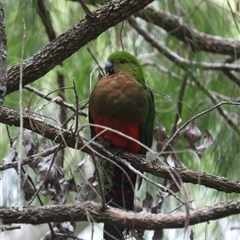 Alisterus scapularis at Pipeclay, NSW - suppressed