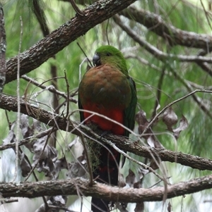 Alisterus scapularis at Pipeclay, NSW - suppressed