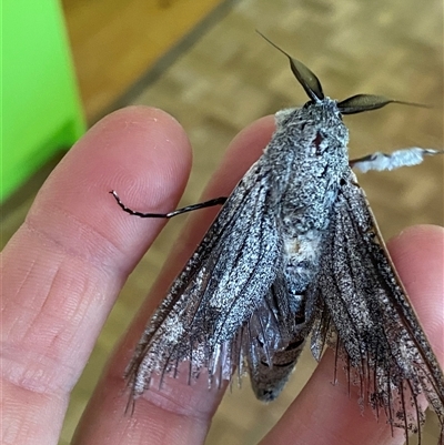 Endoxyla (genus) (Unknown Wood Moth) at Page, ACT - 23 Nov 2024 by AnkeMaria