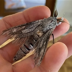 Endoxyla (genus) at Page, ACT - 23 Nov 2024 09:41 AM