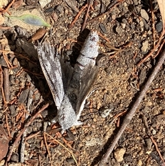 Endoxyla (genus) at Page, ACT - 23 Nov 2024 09:41 AM