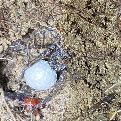 Sparassidae (family) at Bredbo, NSW - 30 Oct 2024 by AnkeMaria