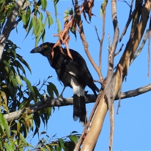 Strepera graculina (Pied Currawong) at Pipeclay, NSW by MVM