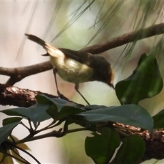 Acanthiza pusilla (Brown Thornbill) at Pipeclay, NSW - 22 Nov 2024 by MVM