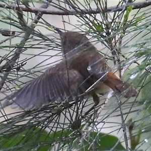 Acanthiza pusilla at Pipeclay, NSW - suppressed