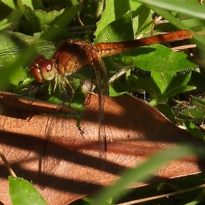 Unidentified Dragonfly or Damselfly (Odonata) at Pipeclay, NSW - 22 Nov 2024 by MVM