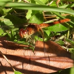 Diplacodes haematodes at Pipeclay, NSW - suppressed