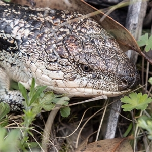 Tiliqua nigrolutea at Rendezvous Creek, ACT - 22 Nov 2024 01:21 PM