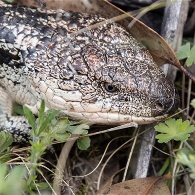 Tiliqua nigrolutea (Blotched Blue-tongue) at Rendezvous Creek, ACT - 22 Nov 2024 by SWishart