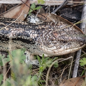 Tiliqua nigrolutea at Rendezvous Creek, ACT - 22 Nov 2024 01:21 PM