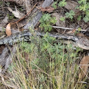 Tiliqua nigrolutea at Rendezvous Creek, ACT - 22 Nov 2024 01:21 PM