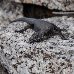 Egernia saxatilis (Black Rock Skink) at Rendezvous Creek, ACT by SWishart