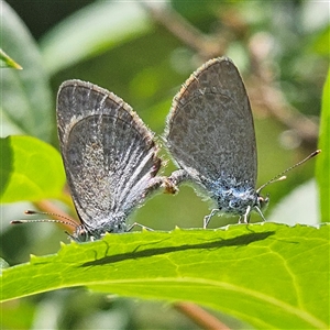 Zizina otis (Common Grass-Blue) at Braidwood, NSW by MatthewFrawley