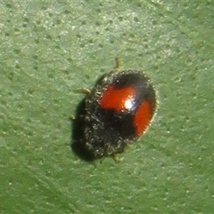 Diomus notescens (Little two-spotted ladybird) at Flynn, ACT by Christine