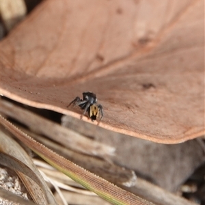 Maratus purcellae (Purcell's peacock spider) at Hall, ACT by Anna123