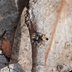 Maratus purcellae at suppressed - 23 Nov 2024