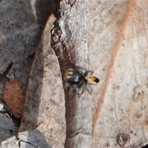 Maratus purcellae at suppressed - 23 Nov 2024