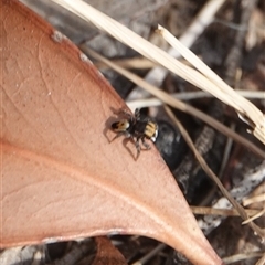 Maratus purcellae at suppressed - 23 Nov 2024