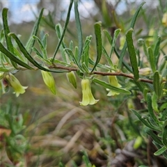 Unidentified Plant at Bombay, NSW - 23 Nov 2024 by MatthewFrawley