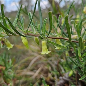 Billardiera scandens at Bombay, NSW - 23 Nov 2024