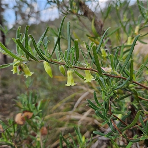 Billardiera scandens at Bombay, NSW - 23 Nov 2024