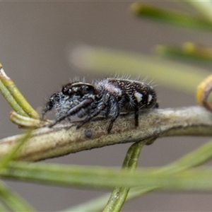 Sandalodes sp. (genus) at Rendezvous Creek, ACT - 22 Nov 2024 11:07 AM