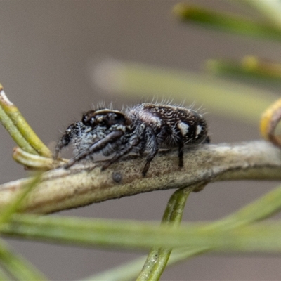 Sandalodes sp. (genus) (Unidentified Sandalodes) at Rendezvous Creek, ACT - 22 Nov 2024 by SWishart