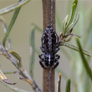 Sandalodes sp. (genus) at Rendezvous Creek, ACT - 22 Nov 2024 11:07 AM