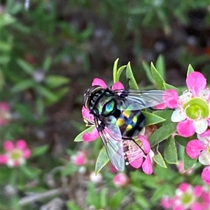 Rutilia (Chrysorutilia) sp. (genus & subgenus) (A Bristle Fly) at Jerrabomberra, NSW by SteveBorkowskis