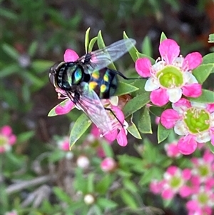 Rutilia (Chrysorutilia) sp. (genus & subgenus) at Jerrabomberra, NSW - suppressed