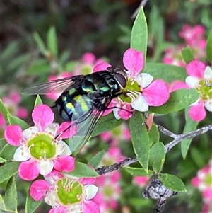 Rutilia (Chrysorutilia) sp. (genus & subgenus) at Jerrabomberra, NSW - suppressed