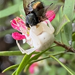 Thomisus spectabilis at Jerrabomberra, NSW - 23 Nov 2024 by SteveBorkowskis