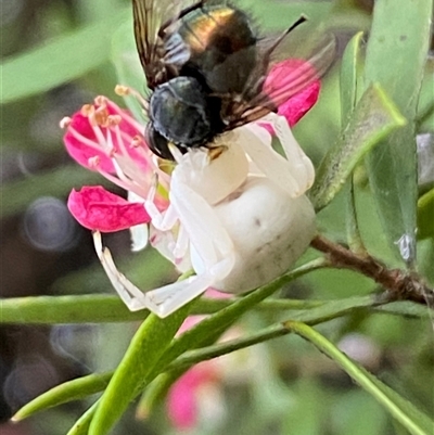 Thomisus spectabilis at Jerrabomberra, NSW - 23 Nov 2024 by SteveBorkowskis