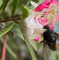 Thomisus spectabilis at Jerrabomberra, NSW - 23 Nov 2024